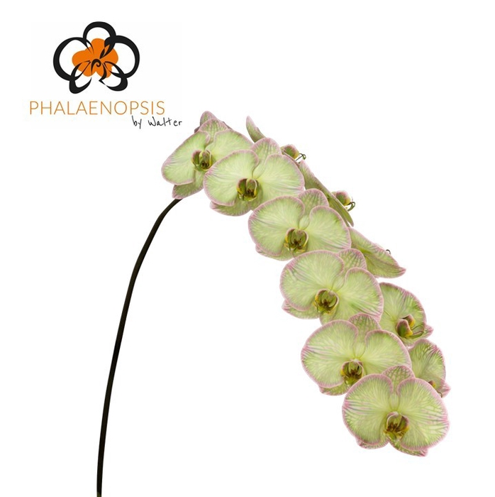 <h4>Phalaenopsis coloured hortensia Doos</h4>