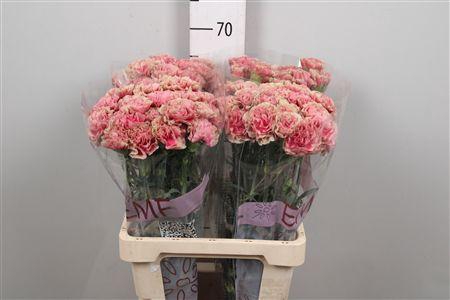 <h4>Di St Ipanema</h4>