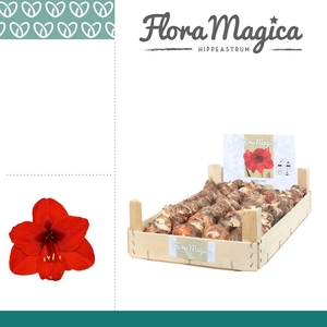 Amaryllis 22/24 Bulb Rood in Wooden Crate