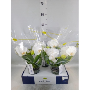 Phalaenopsis   ...white