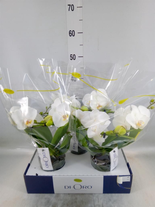 <h4>Phalaenopsis ...white</h4>