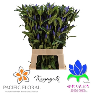 Gentiana Kagayaki Blue Dark Pacific