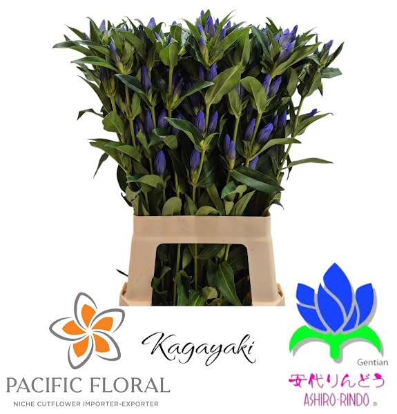 <h4>Gentiana Kagayaki Blue Dark Pacific</h4>