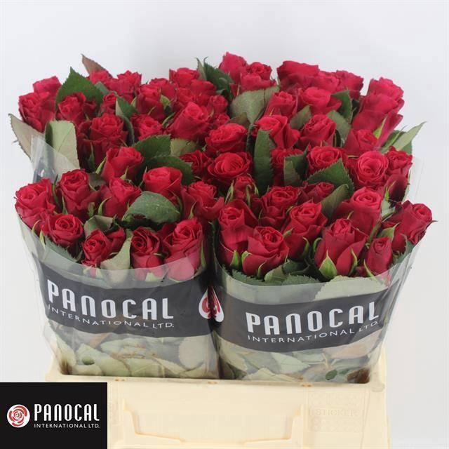 <h4>R GR TACAZZI+</h4>