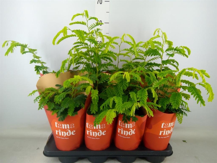 <h4>Tamarindus indica</h4>