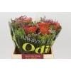 BQ Nutans 3 Flower