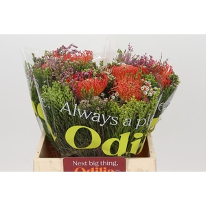 BQ Nutans 3 Flower
