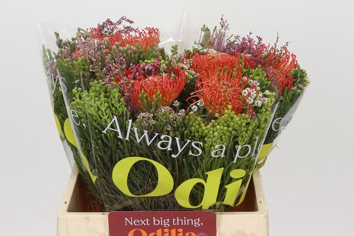 <h4>BQ Nutans 3 Flower</h4>