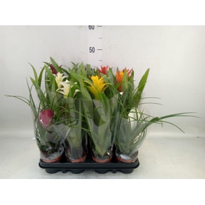 Bromelia   ...mix