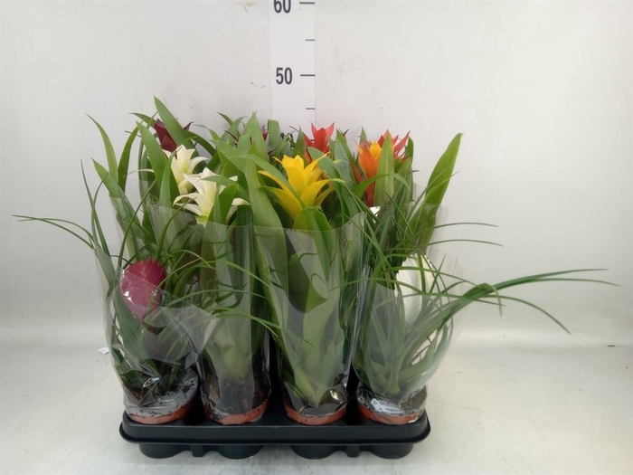 <h4>Bromelia   ...mix</h4>