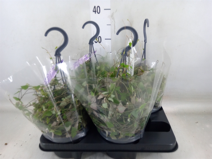 <h4>Ceropegia linearis 'Remy'</h4>
