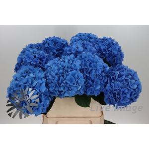 Hydrangea pimpernel