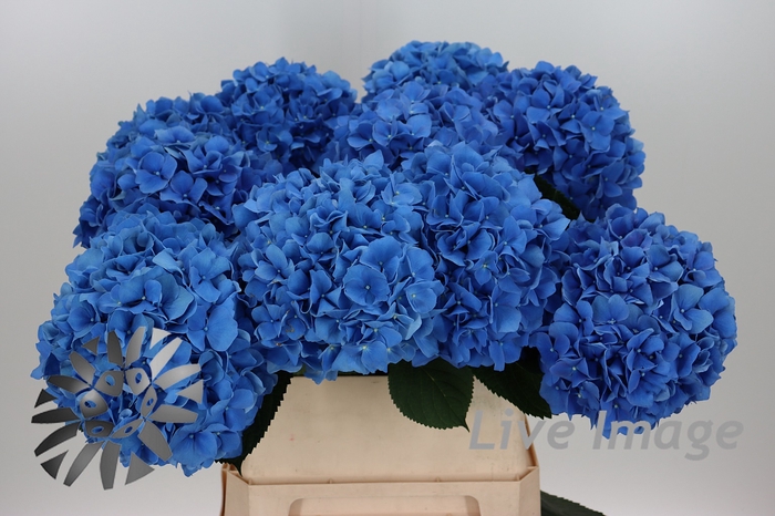 <h4>Hydrangea pimpernel</h4>