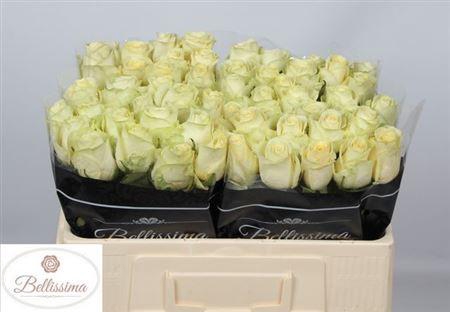 <h4>R Gr Cream Unique</h4>