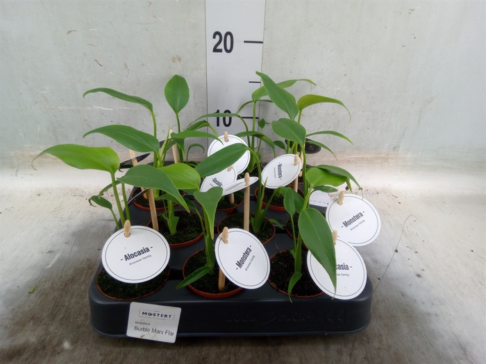 <h4>Monstera   ...</h4>
