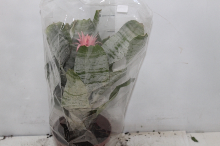 <h4>AECHMEA FASCIATA P17</h4>