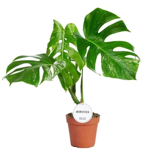 Monstera Deliciosa Variegata B