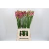 Nerine Mix