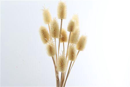 <h4>Dried Cardi Mini 12pcs Bleached Bunch</h4>