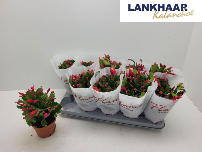 <h4>SCHLUMB FLAME RED</h4>