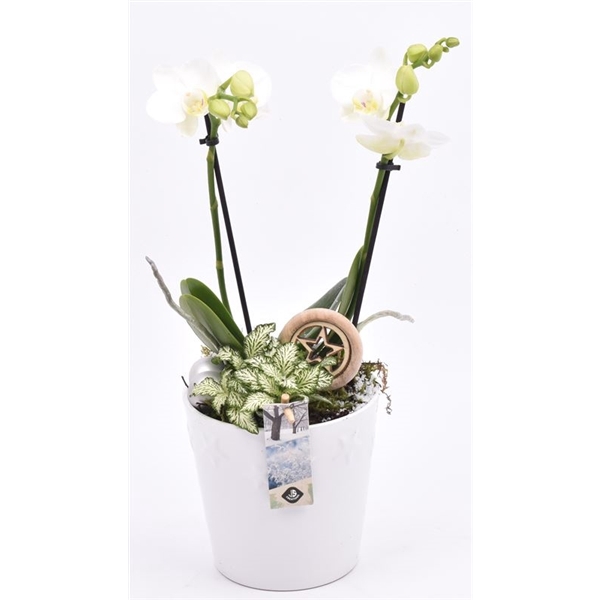 <h4>Keramiek pot wit sterdecor 13.5cm</h4>