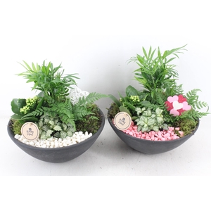 arr2 PL - Ebbischaal L - roze/wit