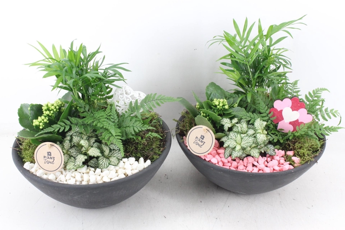 <h4>arr2 PL - Ebbischaal L - roze/wit</h4>