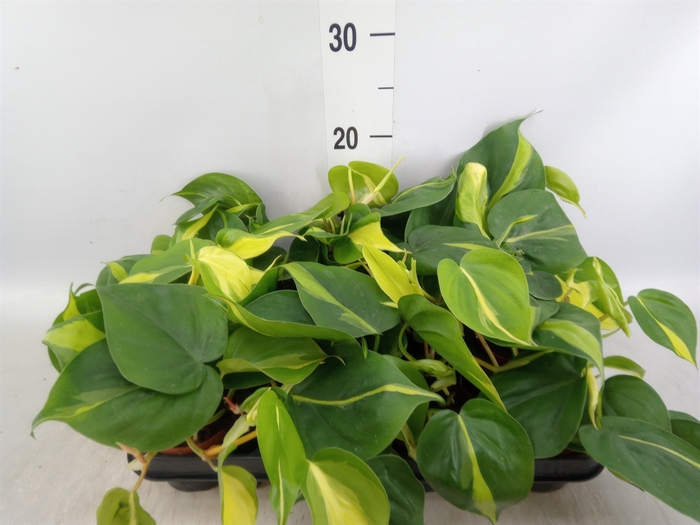 <h4>Philodendron scand. 'Brasil'</h4>