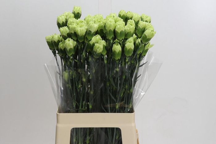 <h4>Dianthus St Goblin</h4>