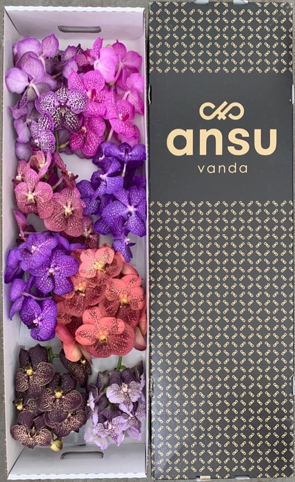 <h4>Vanda Mix X8</h4>