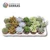 Sierra's® - Sevilla Succulent Mix (Deluxe)