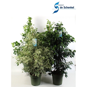 FICUS benjamina mixkar 3-4 soorten
