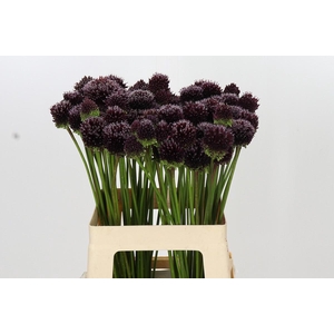 Allium Punky Boy