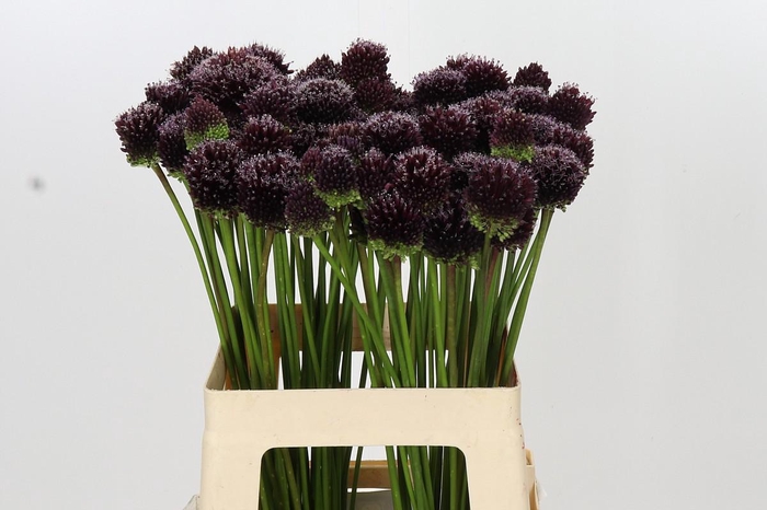 <h4>Allium Punky Boy</h4>