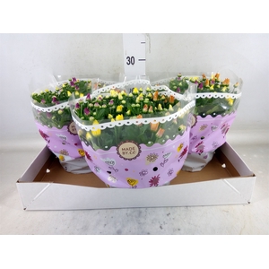 Chrysanthemum   ..mix/pot