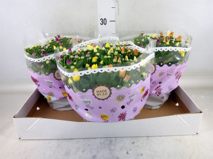 <h4>Chrysanthemum   ..mix/pot</h4>