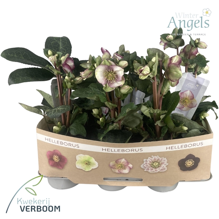<h4>Helleborus Frostkiss Bicolor Medium</h4>
