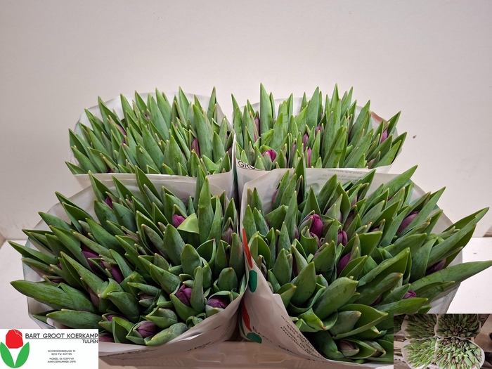 <h4>TU EN ROESKA</h4>