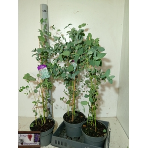 EUCAL GUNNII