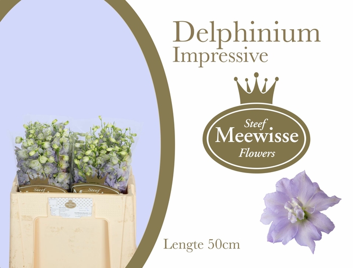 <h4>Delphinium Impressive</h4>