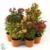 Alstroemeria  'Inca Collection'