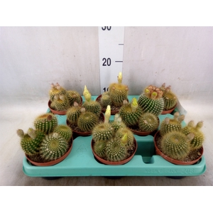 Cactus   ...