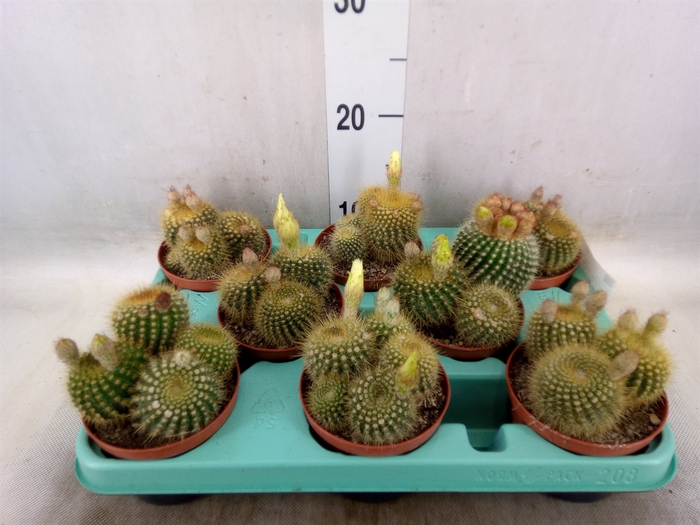<h4>Cactus   ...</h4>