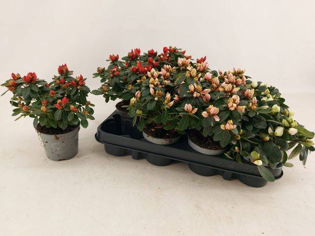 <h4>RHODO SI GEM</h4>