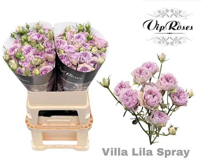 R TR VILLA LILA