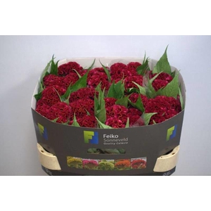 Celosia Act Dara Feiko