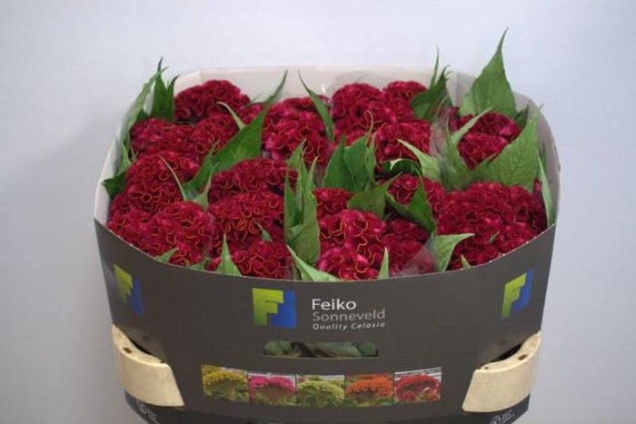 <h4>Celosia Act Dara Feiko</h4>