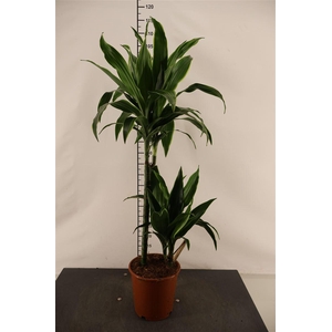 Dracaena 19 Cm. P. Arturo 100 Cm. Hoog