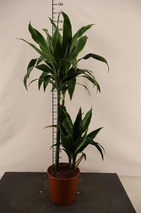<h4>Dracaena 19 Cm. P. Arturo 100 Cm. Hoog</h4>