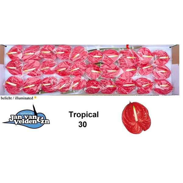 <h4>Tropical 30</h4>